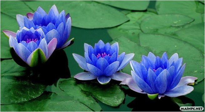 Mavi Lotus Çiçeği - Firavun Viagrası