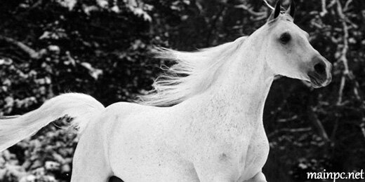 Twitter-baslik-foto-whitehorse-520x260