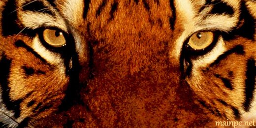 Twitter-kaplan-baslik-foto-520x260