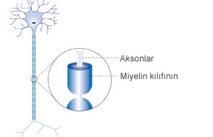 miyelin kilifi