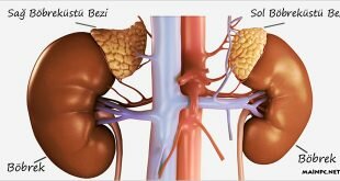 Adrenal Tümör (Kanser)