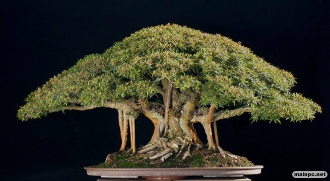 bonzai