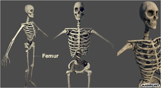 Uyluk kemiği