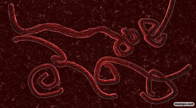 Ebola Virüsü